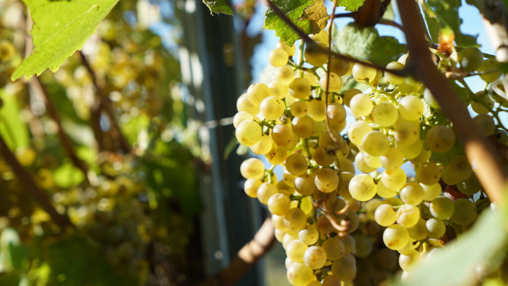 Grappe de raisin dans le Jurançon