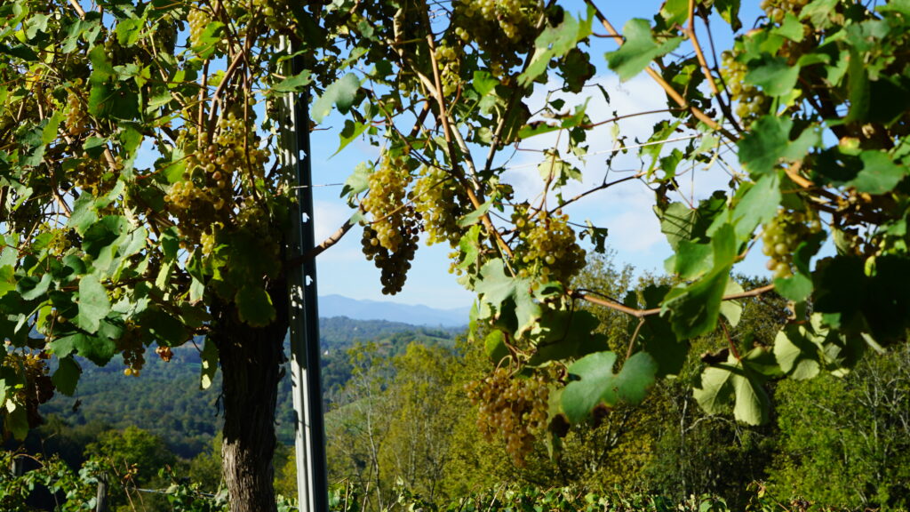 Grappes de raisin et piquet de vigne PG32 SLPA