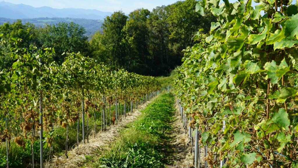 Rang de vignes dans le Jurançon