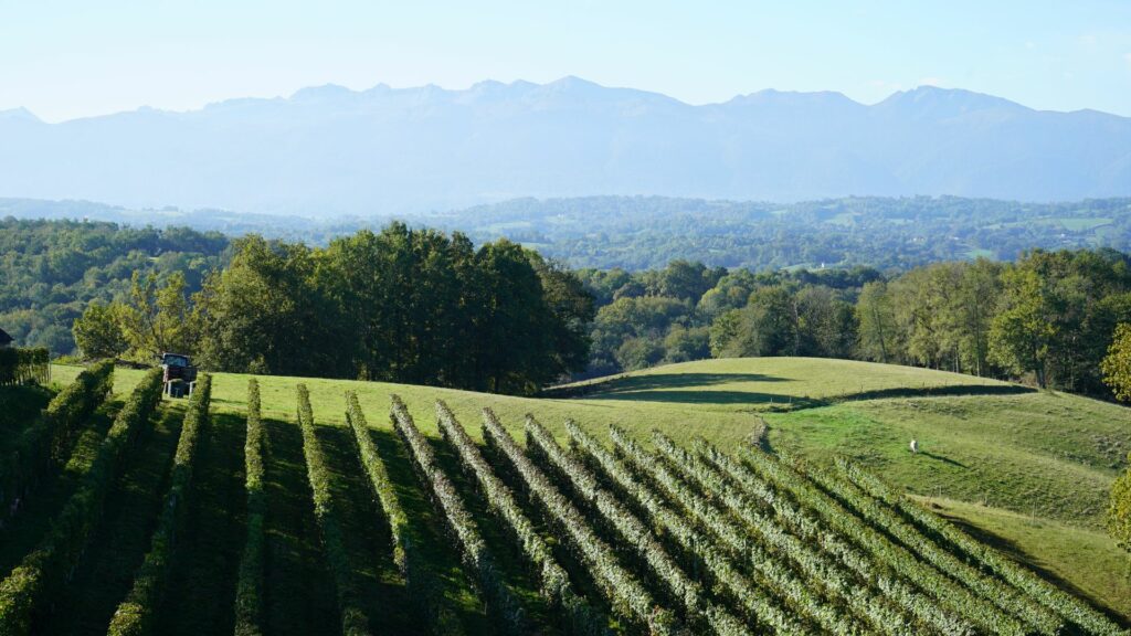Vignes avec piquets SLPA, à Lasseube dans les Pyrénées-Atlantiques