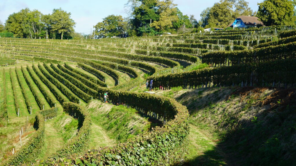 Vendangeurs dans les vignes en terrasse