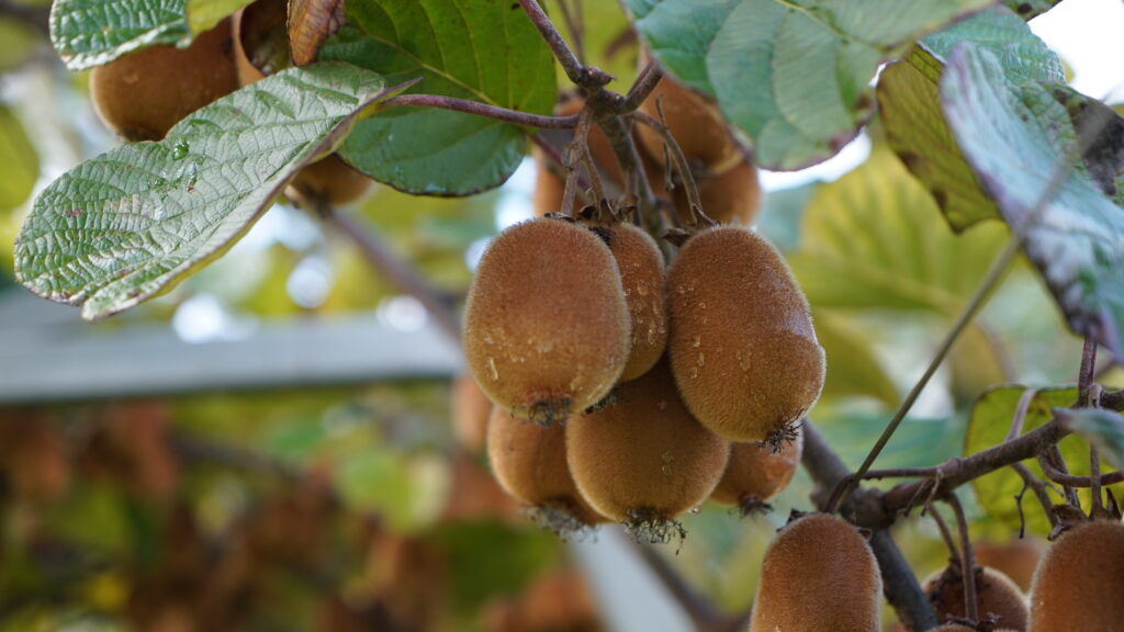 grappede kiwis sur une parcelle des Landes